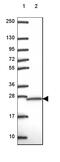 ATP synthase subunit b, mitochondrial antibody, HPA057347, Atlas Antibodies, Western Blot image 