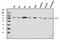 Acid Phosphatase 2, Lysosomal antibody, A06554-1, Boster Biological Technology, Western Blot image 