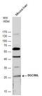 DiGeorge Syndrome Critical Region Gene 6 Like antibody, PA5-35872, Invitrogen Antibodies, Western Blot image 