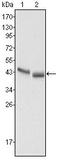 Pepsin A antibody, AM06373SU-N, Origene, Western Blot image 