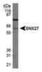 Sorting Nexin 27 antibody, PA5-23025, Invitrogen Antibodies, Western Blot image 