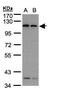 Dynamin 2 antibody, GTX109652, GeneTex, Western Blot image 