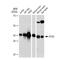 Autophagy Related 3 antibody, GTX09507, GeneTex, Western Blot image 