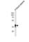 Serpin Family A Member 7 antibody, abx032951, Abbexa, Western Blot image 