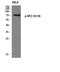 Neurofibromin 2 antibody, A00279S518-1, Boster Biological Technology, Western Blot image 