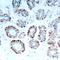 BCL2 Like 11 antibody, 79-398, ProSci, Immunohistochemistry frozen image 
