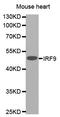 Interferon Regulatory Factor 9 antibody, orb153979, Biorbyt, Western Blot image 