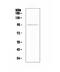 Fibroblast Activation Protein Alpha antibody, A00422-1, Boster Biological Technology, Western Blot image 