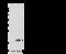 Peptidylprolyl Isomerase B antibody, GTX02296, GeneTex, Western Blot image 