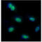 Far Upstream Element Binding Protein 1 antibody, GTX57628, GeneTex, Immunocytochemistry image 