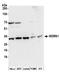 WD Repeat Domain 61 antibody, A305-191A, Bethyl Labs, Western Blot image 