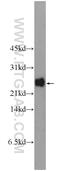 Proline Rich 13 antibody, 14101-1-AP, Proteintech Group, Western Blot image 