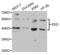 Embryonic Ectoderm Development antibody, abx004112, Abbexa, Western Blot image 