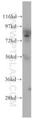 Endothelin Converting Enzyme Like 1 antibody, 14222-1-AP, Proteintech Group, Western Blot image 