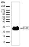 Interleukin 27 antibody, 701073, Invitrogen Antibodies, Western Blot image 