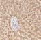 Aldolase, Fructose-Bisphosphate B antibody, FNab00302, FineTest, Immunohistochemistry paraffin image 