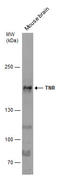 TN-R antibody, GTX118246, GeneTex, Western Blot image 