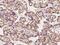 SARS antibody, 203134-T10, Sino Biological, Immunohistochemistry paraffin image 