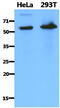PDZ Domain Containing 1 antibody, MBS200230, MyBioSource, Western Blot image 