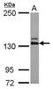 ABL Proto-Oncogene 2, Non-Receptor Tyrosine Kinase antibody, PA5-27926, Invitrogen Antibodies, Western Blot image 