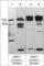 DISC1 Scaffold Protein antibody, DP3021, ECM Biosciences, Western Blot image 