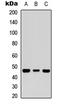 Neutrophil Cytosolic Factor 1 antibody, LS-C368438, Lifespan Biosciences, Western Blot image 
