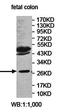 EGF Like, Fibronectin Type III And Laminin G Domains antibody, orb78254, Biorbyt, Western Blot image 