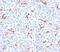 CF Transmembrane Conductance Regulator antibody, V7216-100UG, NSJ Bioreagents, Immunohistochemistry frozen image 