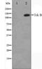Neurotrophic Receptor Tyrosine Kinase 2 antibody, abx012017, Abbexa, Immunohistochemistry frozen image 