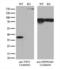 Twinfilin Actin Binding Protein 1 antibody, LS-C794609, Lifespan Biosciences, Western Blot image 