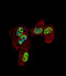 Zinc Finger Protein 202 antibody, 64-108, ProSci, Immunofluorescence image 