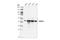 Calcium Binding And Coiled-Coil Domain 2 antibody, 60732S, Cell Signaling Technology, Western Blot image 