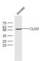 CLN3 Lysosomal/Endosomal Transmembrane Protein, Battenin antibody, orb2267, Biorbyt, Western Blot image 