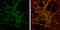 Synaptotagmin 1 antibody, GTX114124, GeneTex, Immunocytochemistry image 