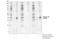 Linker For Activation Of T Cells antibody, 45170S, Cell Signaling Technology, Western Blot image 