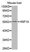 HNF1 Homeobox A antibody, LS-C332356, Lifespan Biosciences, Western Blot image 