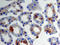 Granulin Precursor antibody, MAB25571, R&D Systems, Western Blot image 