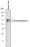 Carboxypeptidase B2 antibody, MAB6036, R&D Systems, Western Blot image 