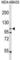 GEN1 Holliday Junction 5' Flap Endonuclease antibody, abx034396, Abbexa, Western Blot image 