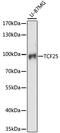 Transcription Factor 25 antibody, LS-C750114, Lifespan Biosciences, Western Blot image 