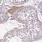Serine Protease 38 antibody, PA5-63186, Invitrogen Antibodies, Immunohistochemistry frozen image 