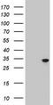 Mitochondrial Translational Initiation Factor 3 antibody, CF800434, Origene, Western Blot image 