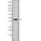 Ret Finger Protein Like 2 antibody, PA5-68311, Invitrogen Antibodies, Western Blot image 