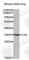 Carbonic Anhydrase 4 antibody, A2677, ABclonal Technology, Western Blot image 