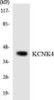 Potassium Two Pore Domain Channel Subfamily K Member 4 antibody, LS-C292117, Lifespan Biosciences, Western Blot image 