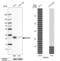 RNA-binding protein with multiple splicing antibody, PA5-63383, Invitrogen Antibodies, Western Blot image 