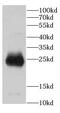 Cerebellin 2 Precursor antibody, FNab01321, FineTest, Western Blot image 