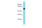 Immunoglobulin-like domain-containing receptor 2 antibody, PA5-46481, Invitrogen Antibodies, Western Blot image 