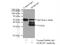 Heterogeneous nuclear ribonucleoprotein C antibody, 11760-1-AP, Proteintech Group, Immunoprecipitation image 