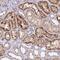 Beta-1,4-Galactosyltransferase 4 antibody, PA5-61342, Invitrogen Antibodies, Immunohistochemistry frozen image 